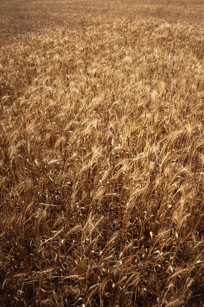 Fundo do campo de trigo. — Fotografia de Stock