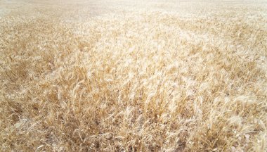 Altın buğday alan. Çayır buğday alanı kapatın. Zengin Co hasat