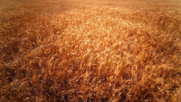 Golden wheat field. Meadow wheat field close up. Rich harvest Co