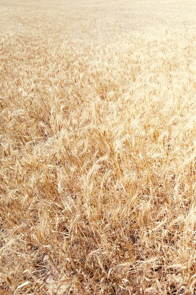 Goldweizenfeld. Weizenfeld aus nächster Nähe. Reiche Ernte — Stockfoto