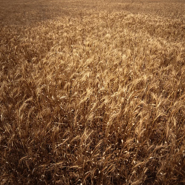 Weizen Feld Hintergrund. Goldene Weizenfeld in sonnigen Tag. Roggen-w — Stockfoto