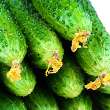 Fresh Cucumbers isolated