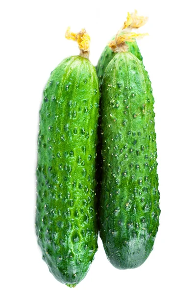 Verse rauwe komkommer — Stockfoto