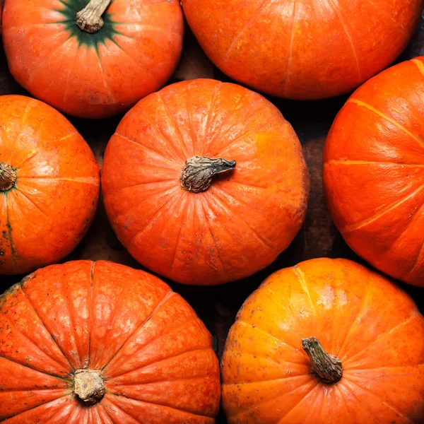 Assortiment van najaar pompoenen. — Stockfoto