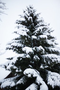 Karlı köknar ağacı