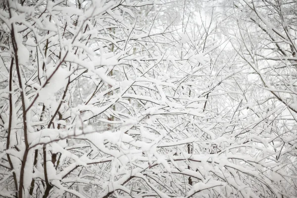 Jul bakgrund med snöiga gran träd — Stockfoto