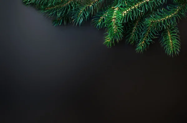 Fir tree Branches over black background — Stock Photo, Image