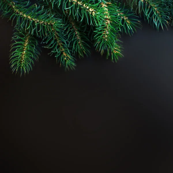 Fir tree Branches — Stock Photo, Image