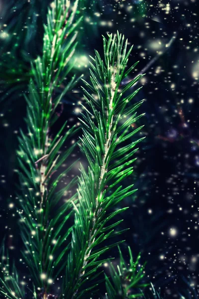 Closeup of Christmas tree  with falling snow — Stock Photo, Image