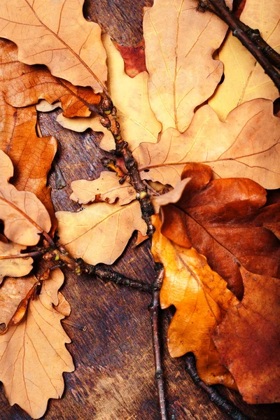 Fundo com folhas de outono. — Fotografia de Stock