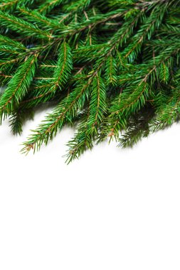 Noel kartı köknar ağacı dalı ile 