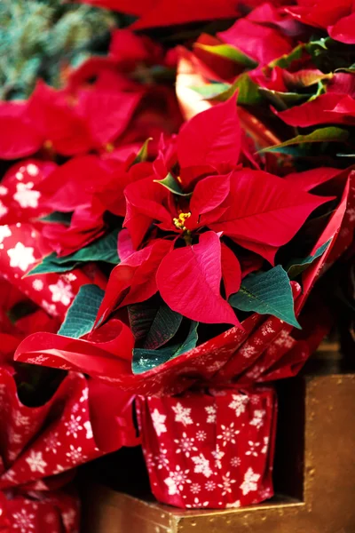 Flores de Navidad poinsetti — Foto de Stock