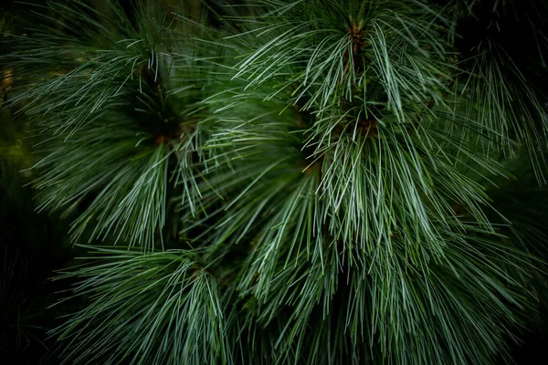 Ramas Árboles Navidad Naturaleza Concepto Año Nuevo Feliz Tarjeta Navidad —  Fotos de Stock