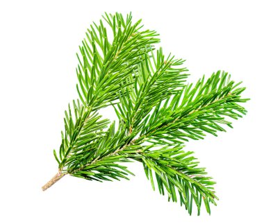 Firavun ağacı dalı beyaz arkaplanda izole edilmiş. Noel ağacı dalını kapat. Üst yaşam