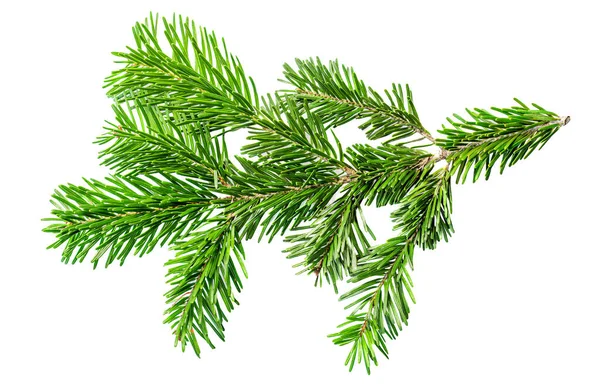 Fir Boomtak Geïsoleerd Witte Achtergrond Kerstboom Spruce Takje Van Dichtbij — Stockfoto