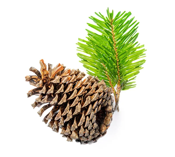 Fir Branch Christmas Tree Pine Cones Isolated White Background — Stock Photo, Image