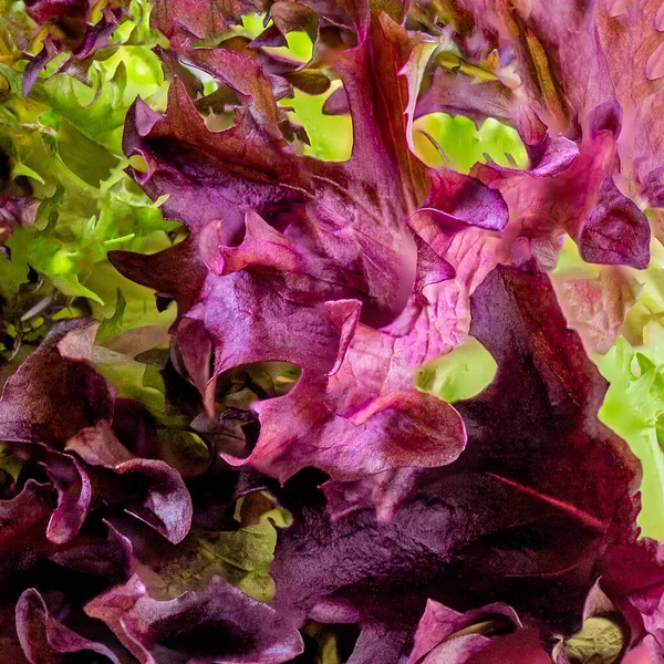 Salada Deixa Alface Como Pano Fundo Purple Lettuce Textura Macro — Fotografia de Stock