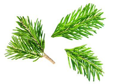 Ayrıntılı Noel ağacı dalları beyaz arka planda izole edilmiş. Düz yatıyordu. Üst görünüm