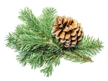 Beyaz arka planda çam kozalağı olan fidan dalı. Noel süslemesi