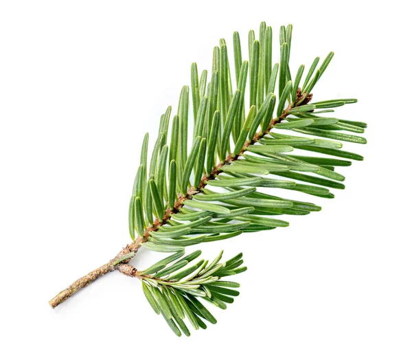 Fir Boomtak Geïsoleerd Witte Achtergrond Green Pine Van Dichtbij Kerstconcept — Stockfoto