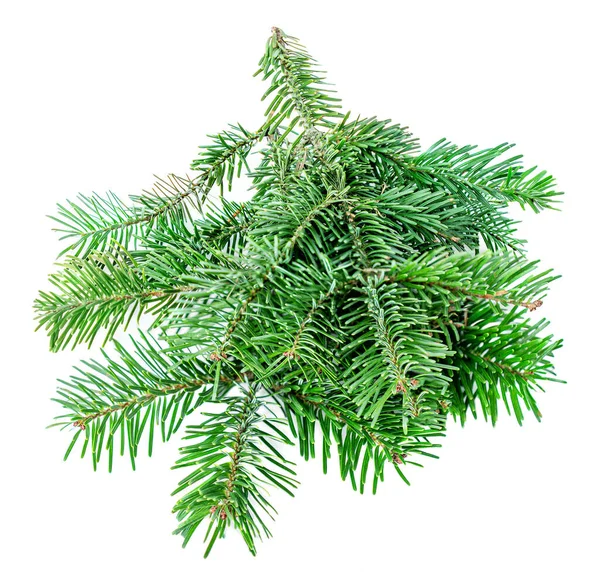 Fir Tree Branch Isolated White Background Green Pine Close Christmas — Stock Photo, Image