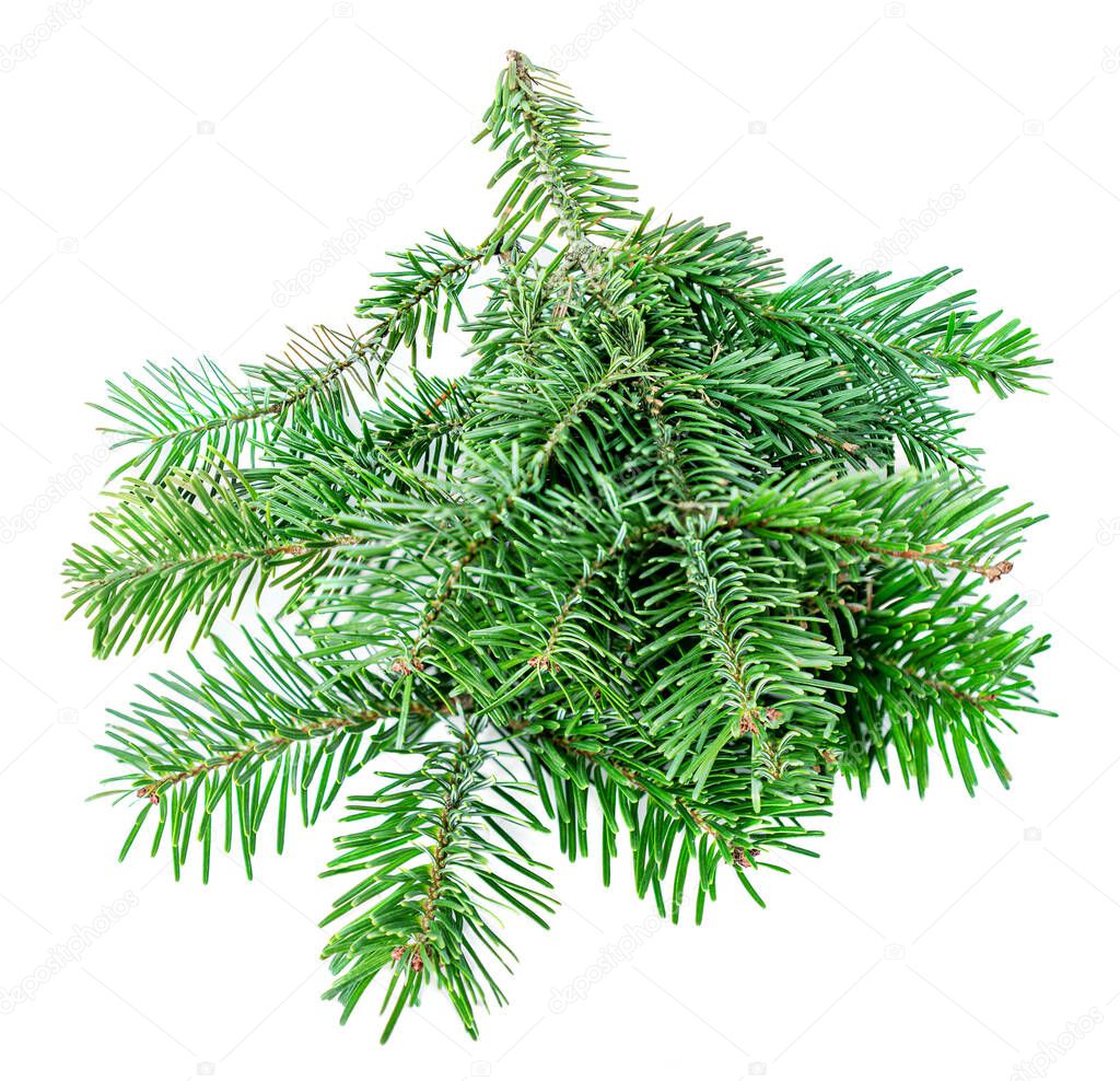 Fir tree branch isolated on white background. Green Pine close up. Christmas concept