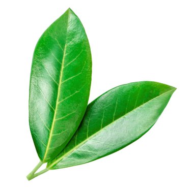 Beyaz arka planda portakal yaprağı izole edilmiş. Citrus makroyu detaylı bir şekilde terk eder. Üst Manzara. Düz yatıyordu