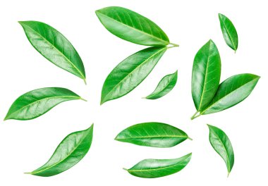 Uçan Citrus yaprakları beyaz bir arka planda izole edilmiş. Turuncu meyve yaprağı koleksiyonu olan yaratıcı bir düzen. Üst Manzara. Düz yatıyordu
