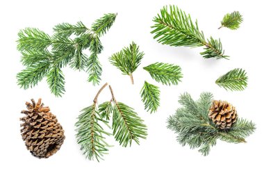 Firavun ağacı dalları ve beyaz arka planda izole edilmiş çam kozalakları. Şablon. Noel ağacı, kışın konsepti