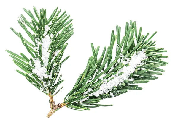 Větev Jedle Sněhem Izolovaným Bílém Pozadí Horní Pohled Veselé Vánoce — Stock fotografie