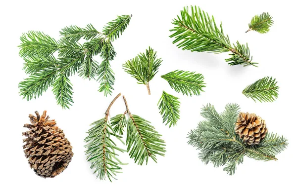 Set Fir Tree Branches Pine Cone Isolated White Background Pattern — Stock Photo, Image