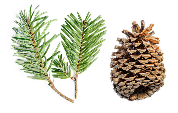 Fir tree branches and pine cone isolated on white background.  Christmas tree, winter time concept