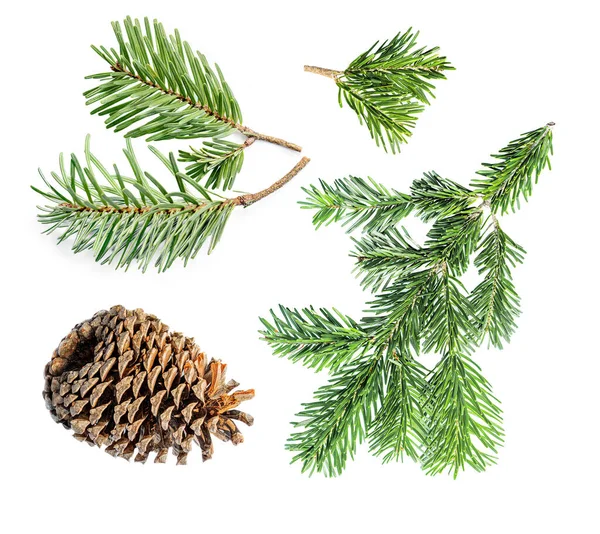 Set Fir Tree Branches Pine Cone Isolated White Background Pattern — Stock Photo, Image