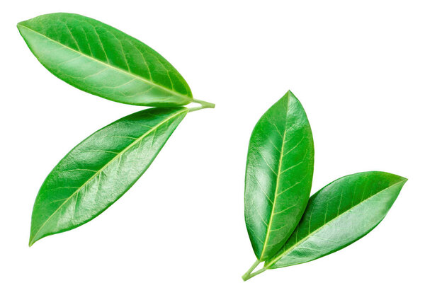 Orange leaf isolated on a white background. Citrus leaves collection, texture detailed.