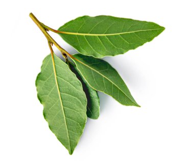 Taze Laurel yaprakları beyaz arka planda izole. Yeşil defne yaprağı yakın plan. Üst görünüm