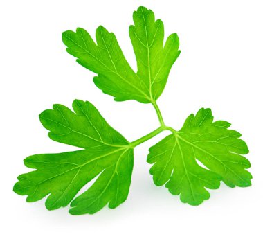 Maydanoz bitkisi beyaz arka planda izole edilmiş. Taze Maydanoz yaprakları. Boşluğu Kopyala