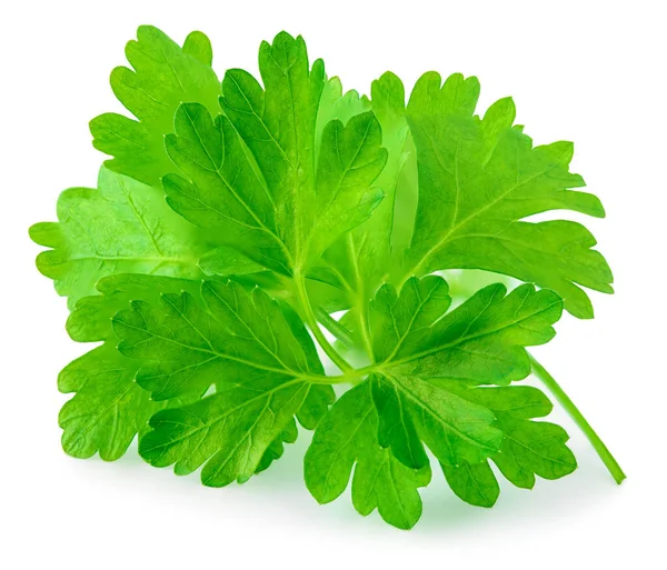 Grüne Blätter Der Petersilie Isoliert Auf Weißem Hintergrund Nahaufnahme Frische — Stockfoto