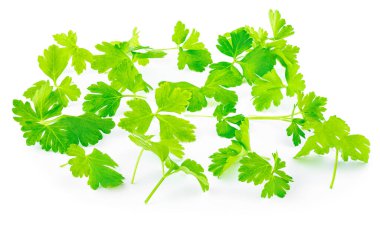 Maydanoz Yaprağı beyaz arka planda izole edilmiş. Taze maydanozlu bitki manzarası. Düz yatıyordu. Koleksiyon