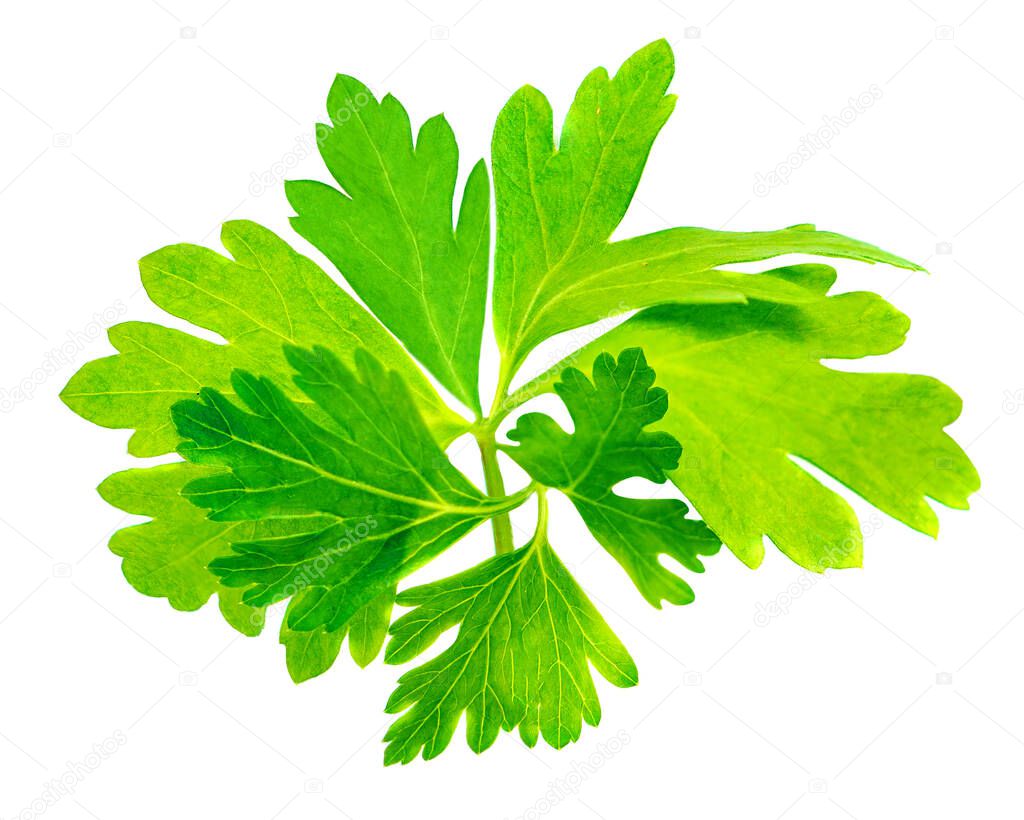 Parsley Leaf isolated on white background. Fresh Parsley herb Top view. Flat la