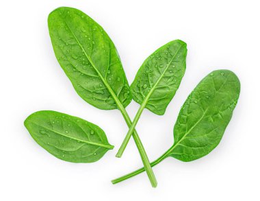 Bebek ıspanak yaprakları beyaz arka planda izole. Çeşitli ıspanaklı Macro. Üst Manzara. Düz yatıyordu