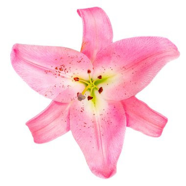 Beyaz arka planda izole edilmiş pembe zambak çiçeği. Güzel yumuşak Lill.