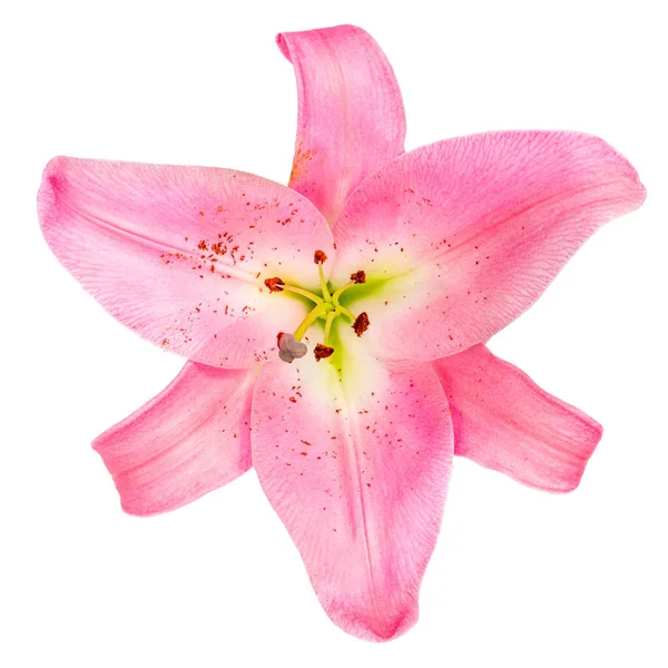 Beyaz arka planda izole edilmiş pembe zambak çiçeği. Güzel yumuşak Lill.