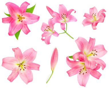 Beyaz arka planda izole edilmiş pembe zambak çiçeği. Güzel yumuşak Lill.