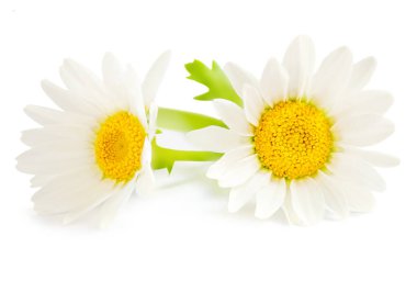 Beyaz arka planda izole papatya ya da papatya çiçeği. Güzel Daisy Yakın plan.