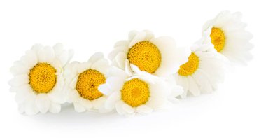 Beyaz arka planda izole papatya ya da papatya çiçeği. Bir yığın yaprağı olan Daisy. Yakın plan. Doğal bitkisel tedavi