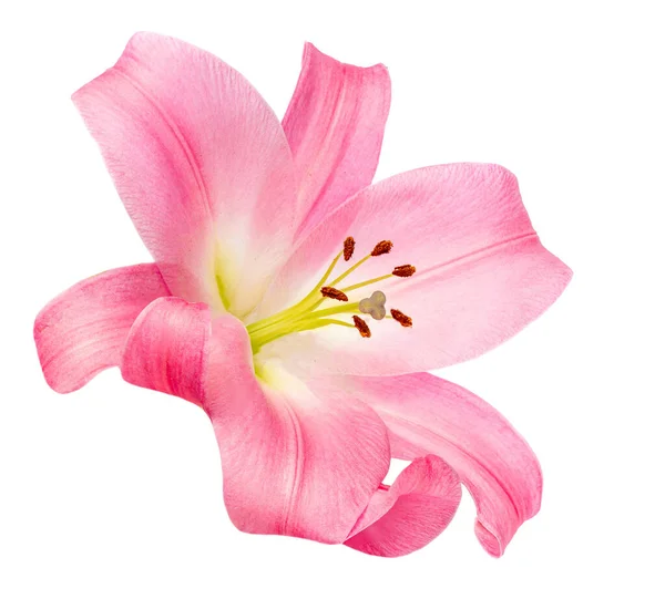 Pink Lily Flower Isolated White Background Beautiful Tender Lill — Stock Photo, Image