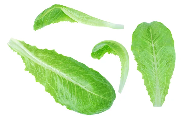 鲜绿色的罗密欧叶叶子在白色的背景上被隔离 生菜沙拉的图案 顶部视图 平面拉 — 图库照片