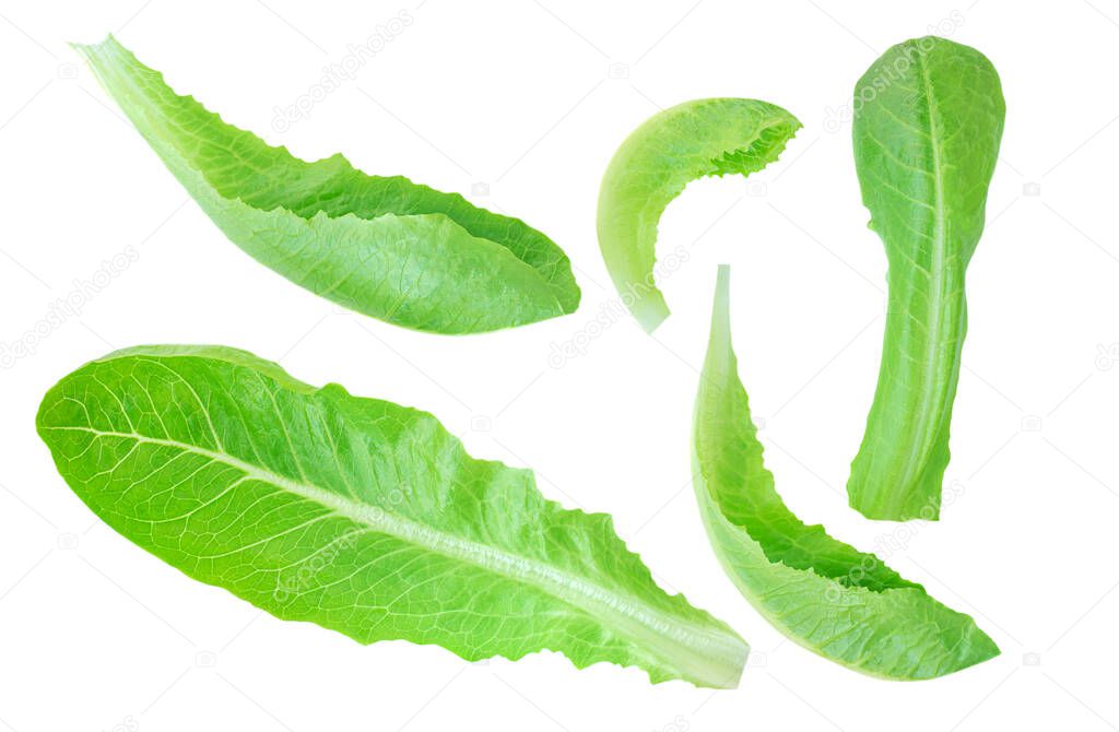 Fresh green Romaine Lettuce leaves isolated on the white background. Lettuce salat Pattern. Top view. Flat la