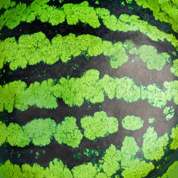 Meloun Jako Texturované Pozadí Striped Watermelon Bobule Zblízka Royalty Free Stock Obrázky