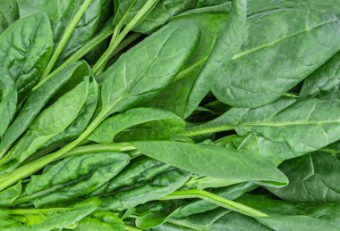 Ispanak dokuyu arka plan olarak bırakır. Taze yeşil ıspanak yaprakları.
